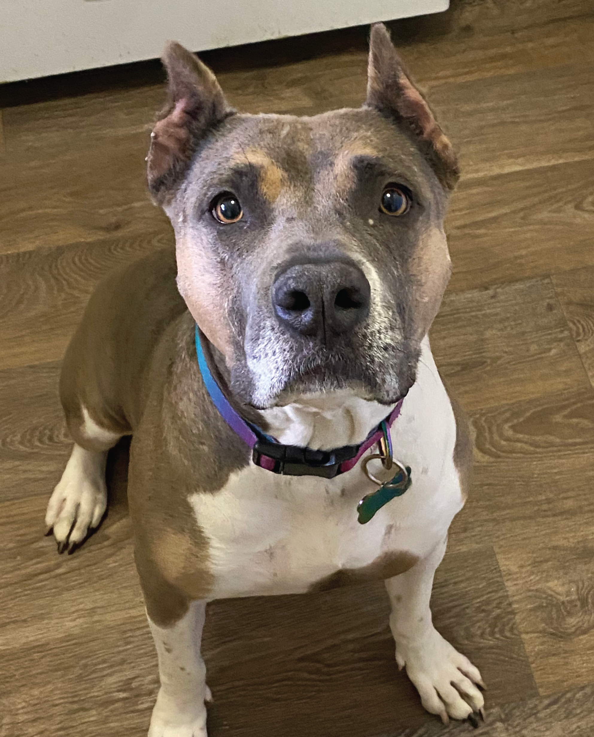 Custom Pet Wall Hanger