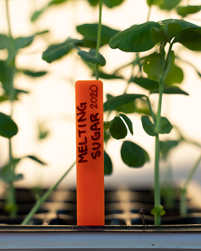 10 Pack Seedling Markers