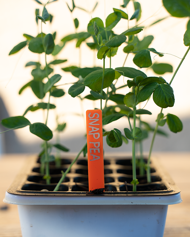 10 Pack Seedling Markers