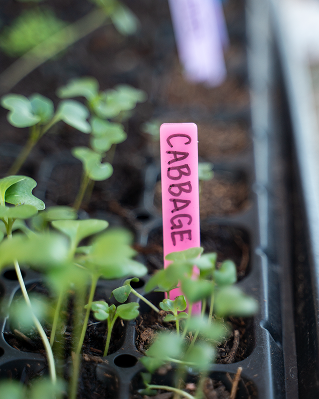10 Pack Seedling Markers