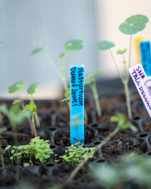 10 Pack Seedling Markers