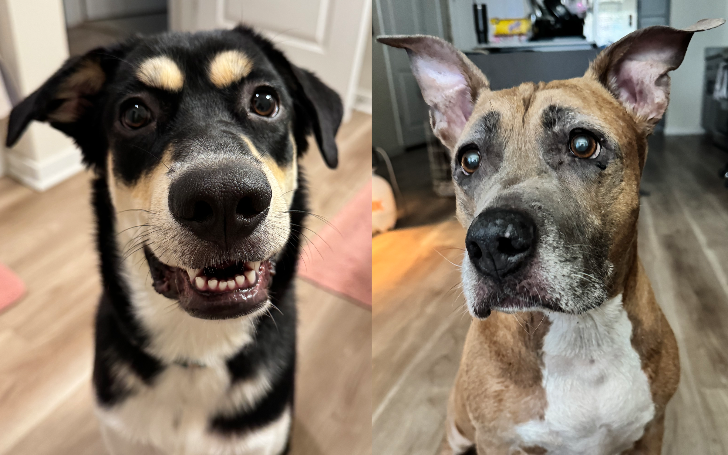 Custom Pet Wall Hanger