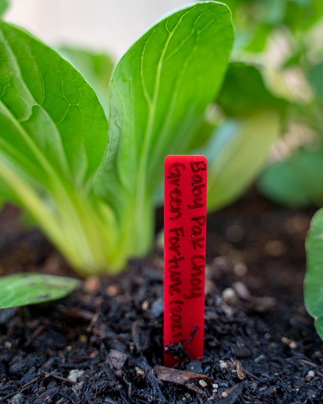 10 Pack Seedling Markers